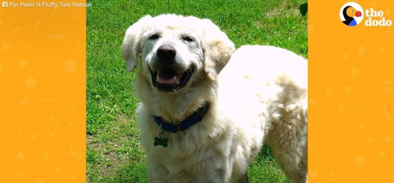 Stubborn Abandoned Dog Makes Things Difficult For Its Rescuers, But Eventually Decides To Cooperate