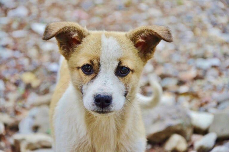 Dog That Walks On Two Legs Serves As Our Reminder That We Can Always Overcome Obstacles If We Don’t Give Up
