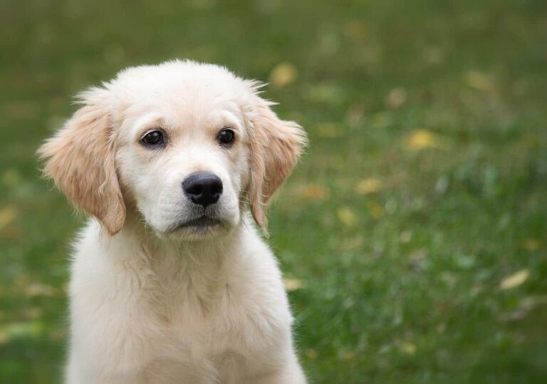 A Service Dog Helps An Injured War Veteran Find His New Purpose In Life