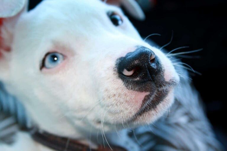 Pitbull Saved From A Cliff Was Meant To Give His Adoptive Family Comfort And Love