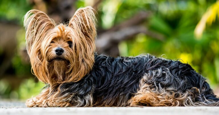 A Stolen Yorkie’s Microchip Leads Her Back To Her Worried Fur Mom