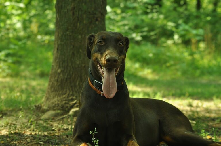 Doberman Willingly Does Tricks So He Can Get Rewarded With Some Ice Cream