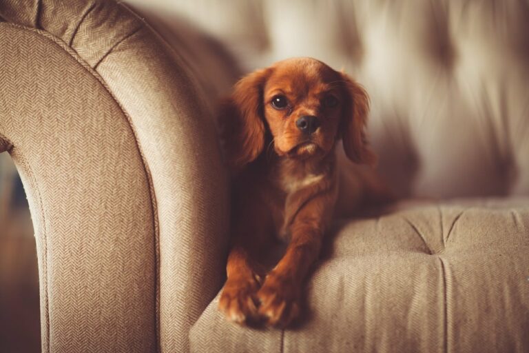 Well-Mannered Dog Knows How To Properly Behave To Get What He Wants