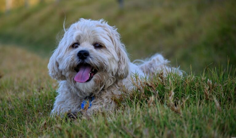 Meet The Dog That Prefers To Be The Open Spaces Of The Countryside Rather Than Stay In The Bustling Life Of The City
