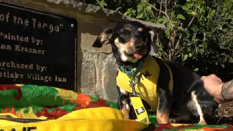 Scared And Withdrawn Homeless Dog Transforms Into The Happiest Dog And Finds Her Forever Home