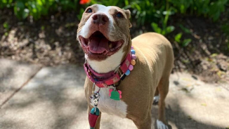 Woman Finds A Photo Of An 11-Year-Old Pittie On Social Media And Decides To Adopt It