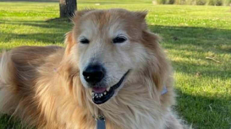 She Was The Saddest Dog Until Her New Mom Came And Pulled Her Out Of The Shelter