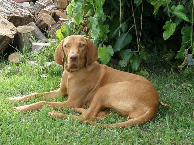 This Dog Formed An Incredible Friendship With A Young Abandoned Deer