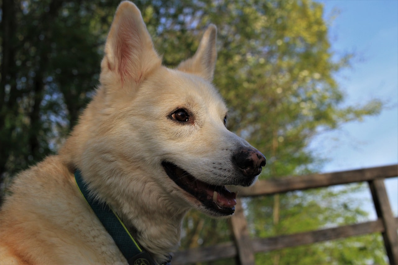 dog, hybrid, husky