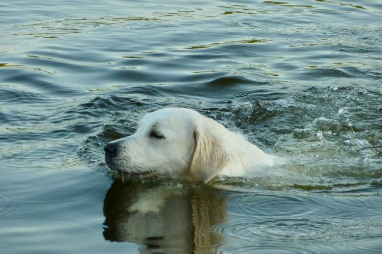 Labrador Retriever Takes Swimming To The Next Level When He Shows Off His Diving Skills