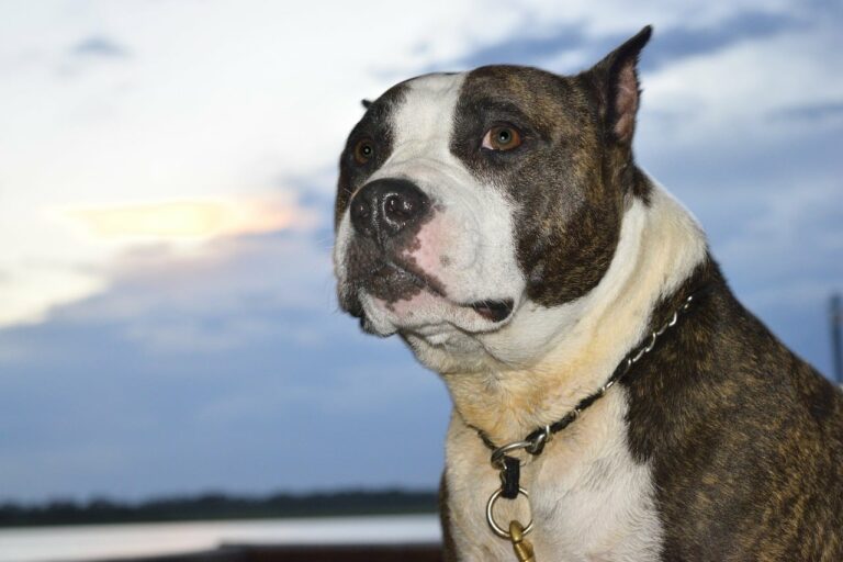 Man Lets His New Rescue Pit Bull Experience The Beautiful And Fun Things He Can Do In Autumn