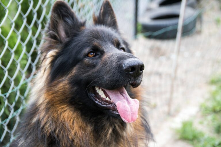 Dog Thought To Be Grieving Her Dead Owner Was Actually Hiding Her New Litter