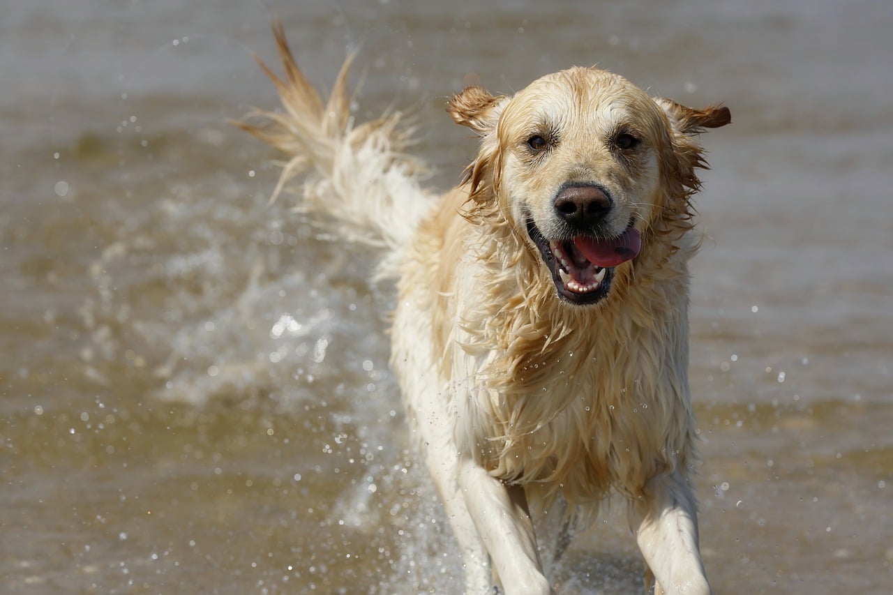 golden retriever, dog, river
