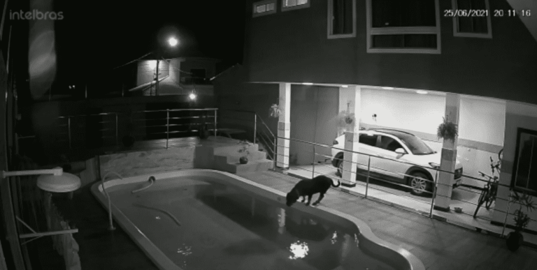 Eleven-Year-Old Matheus Felipe Saved His Pet Rottweiler, Nitro, From Drowning In Their Family’s Pool