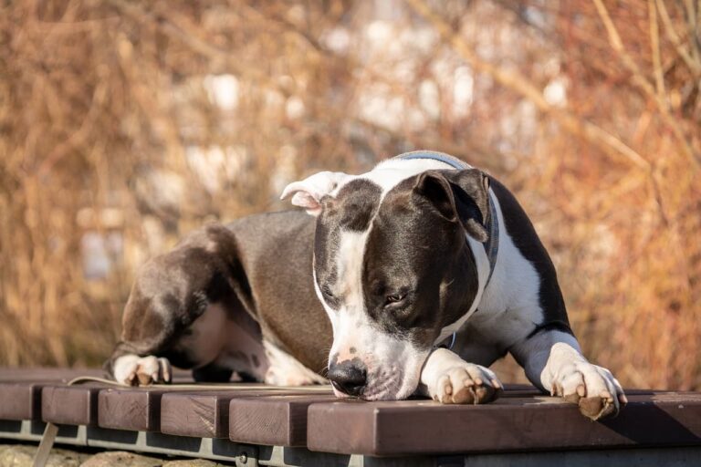 Emaciated Dog That Was Rescued From A Trailer Is Now On A Healthy Road To Recovery With His Foster Family