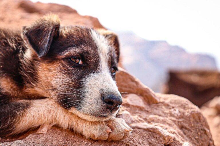 A Dog Lover’s Compassion Helped This Rescue Dog Recover From Past Trauma