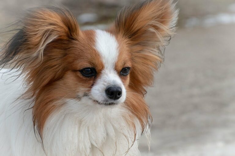 A Dog Saved His Owner’s Life By Waking Him Up When Their House Caught On Fire