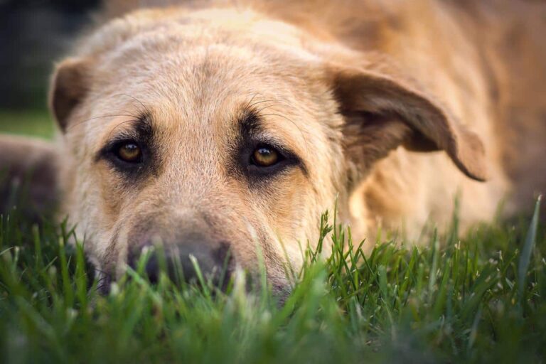 After Being Rescued From The Streets, A Kind Giant Stray Dog Became The Happiest Dog In The World