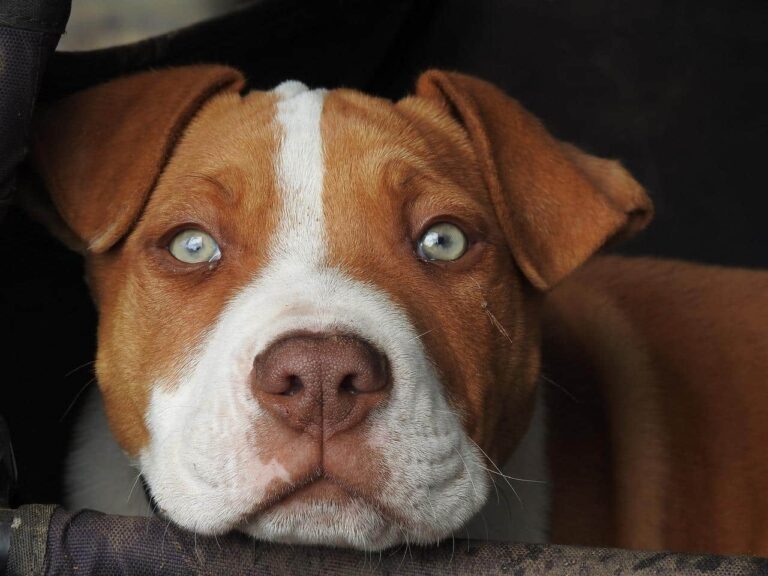 A Terrified Dog That Was Left Behind In An Auto Shop Is Saved By Rescuers