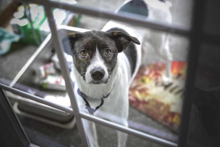 A Runaway Dog Returned Home On Her Own And Rang The Doorbell When She Arrived