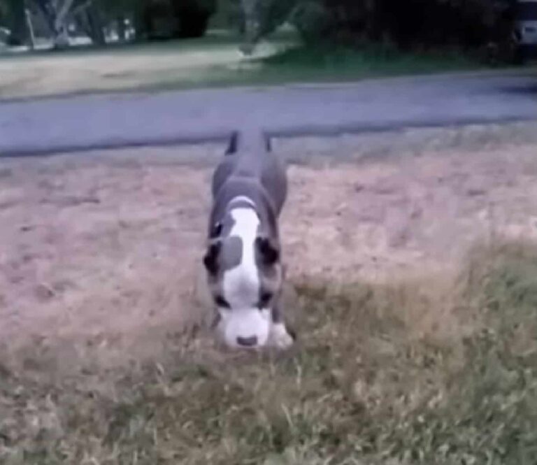 A Rescuer Does Everything In Her Power To Save A Dog That Was Discovered In A Shed