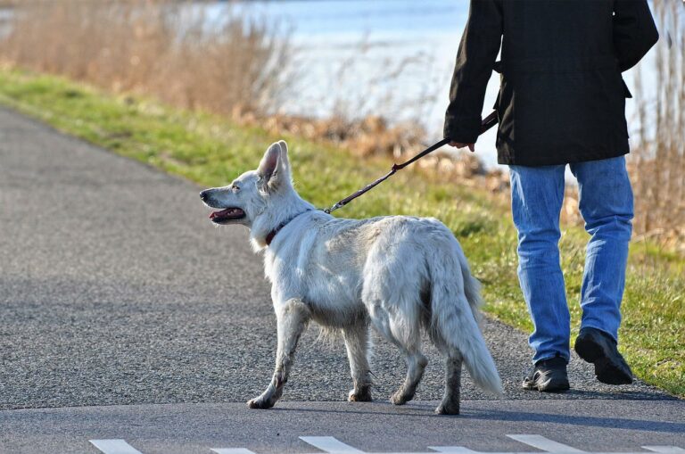 This Dog Was Abandoned On The Side Of The Road And Left To Fend For Himself By His Family