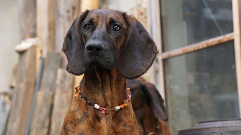A Boy Who Had Been Reported Missing Was Located By Bloodhounds In Less Than Thirty Minutes