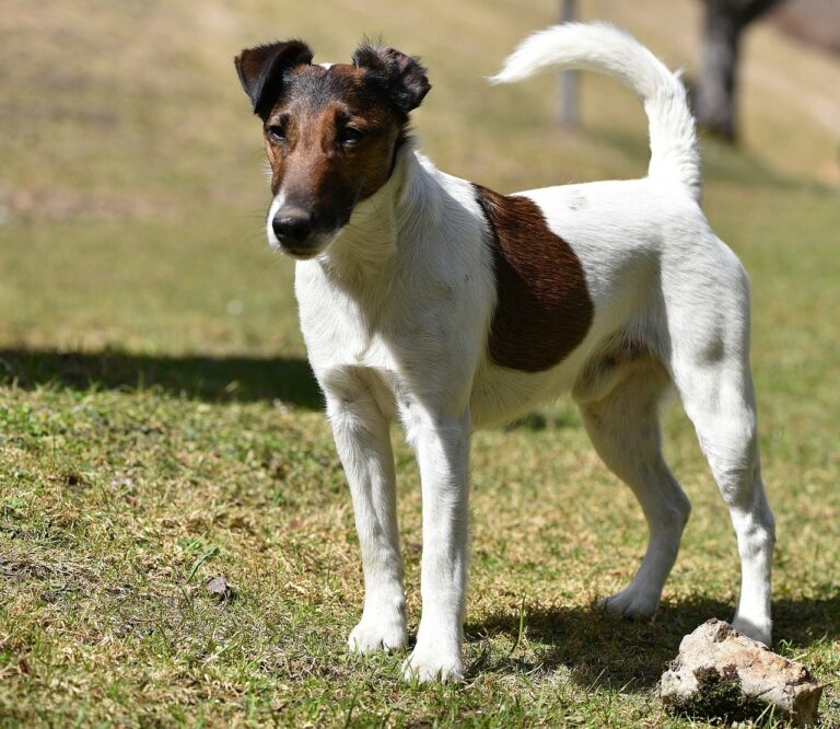 Dog Owner Was About To Surrender Her Hyperactive Dog, But A Trainer Came And Helped Him Improve His Behavior