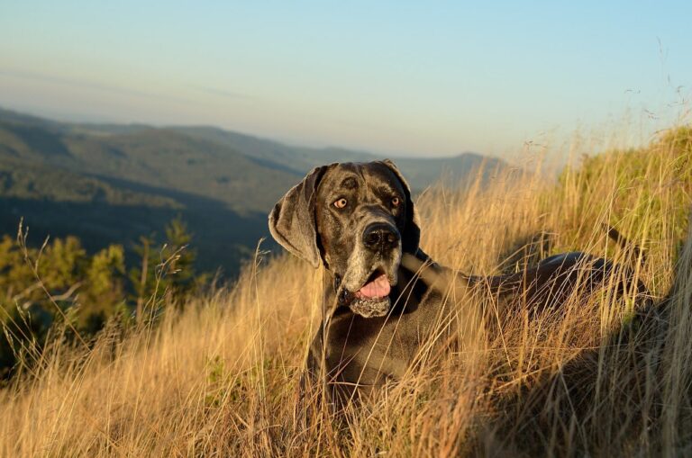 Great Dane Born With Deformed Feet Met A Man Who Eventually Became His Loving Fur Dad
