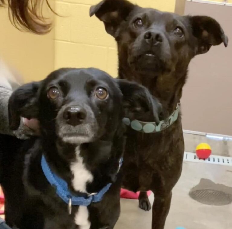 Two Stray Dogs That Had Been Living In A Shelter For Almost A Year Were Luckily Adopted By The Same Family