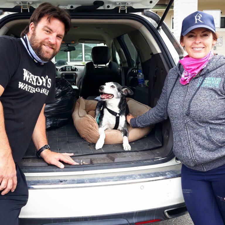 Senior Dog Was Discovered Inside A Car Waiting For Someone Who Will Never Return