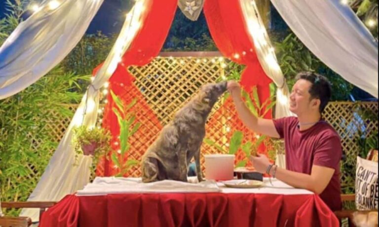Beautiful Dog Experienced The Perfect Date On Valentine’s Day