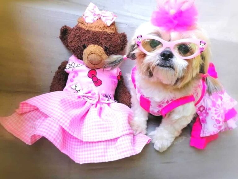 Baby Ginger, The Fashionista Dog Who Models On Catwalks And Owns A Walk-In Closet