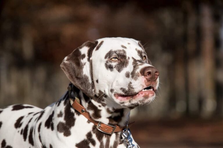Dalmatian Hears Puppy Crying Under A Bush And Jumps To Its Rescue