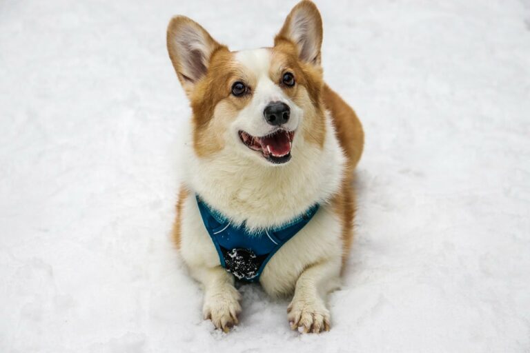 Corgis Are Full Of Excitement And Has Boundless Amounts Of Energy While Having Fun In The Snow