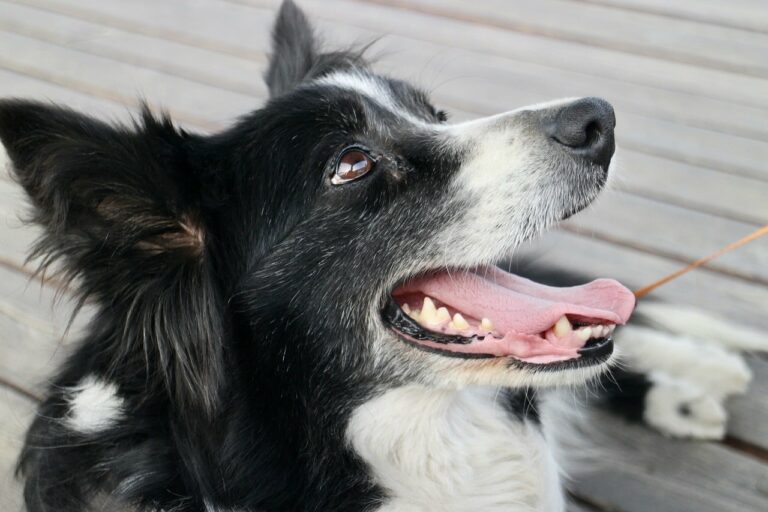 Border Collie Earned Its Place In History, Thanks To The Outstanding Work It Did In The Field Of Sheep Herding
