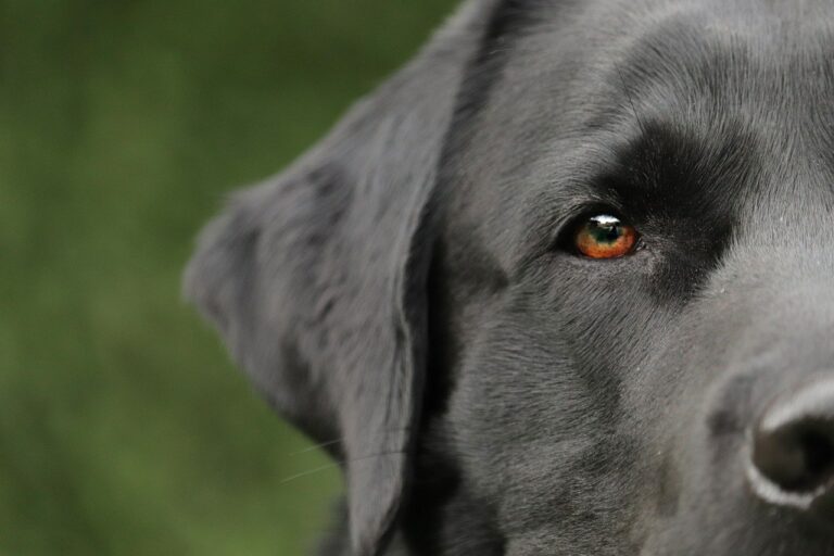 Black Lab Gets Fake Insulin Shot As A Way Of Showing Support To Her Doggy Pal