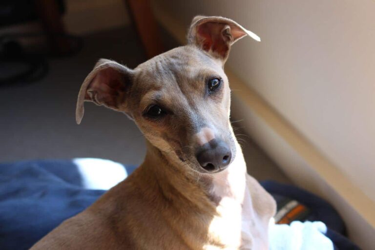 This Italian Greyhound Has Been Caught Red-Handed Destroying His Own Dog Bed