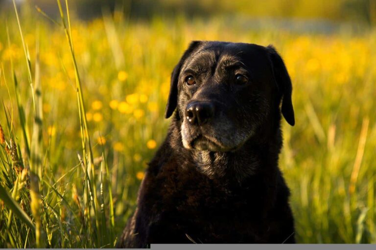 Missing Labrador Finally Found Safe After Being Lost In The Wilderness For Almost A Month