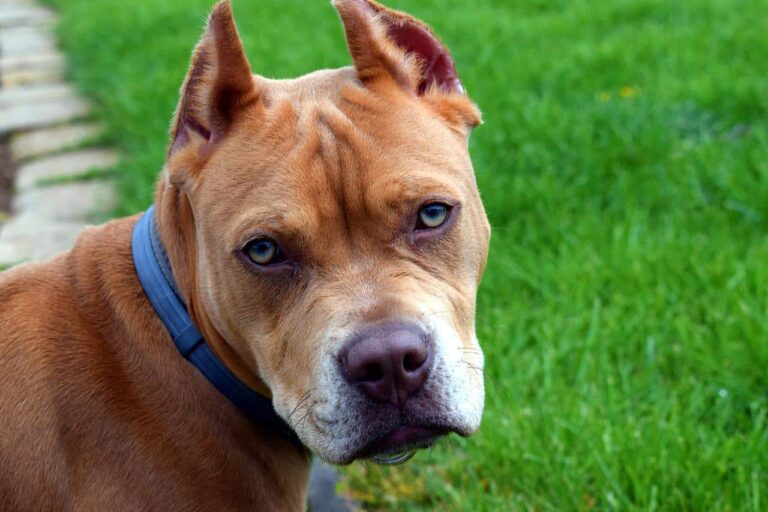 This Paralyzed Pooch Has Been Adopted By A Shelter That Takes Care Of Handicapped Dogs