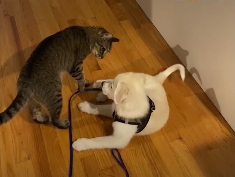 See How A Cat Reacts Upon Learning That His Humans Adopted A Puppy