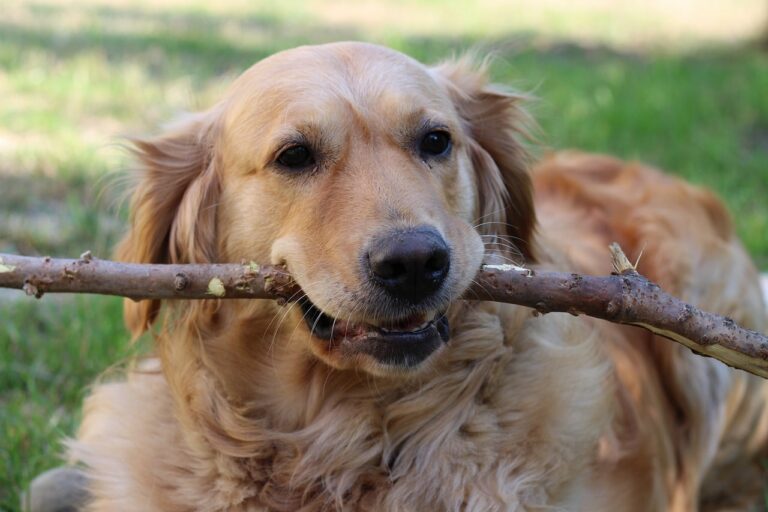 Smart Dog Finds The Perfect Angle To Get His Stick Inside The Car