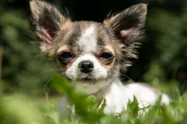 Veterinarian Labored For Three Hours In Order To Mend A Dog’s Broken Leg