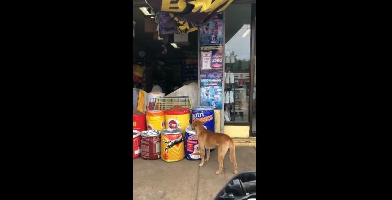 Dog Is Sure Of What He Wants For Lunch, And He Also Knows Where He Could Get It