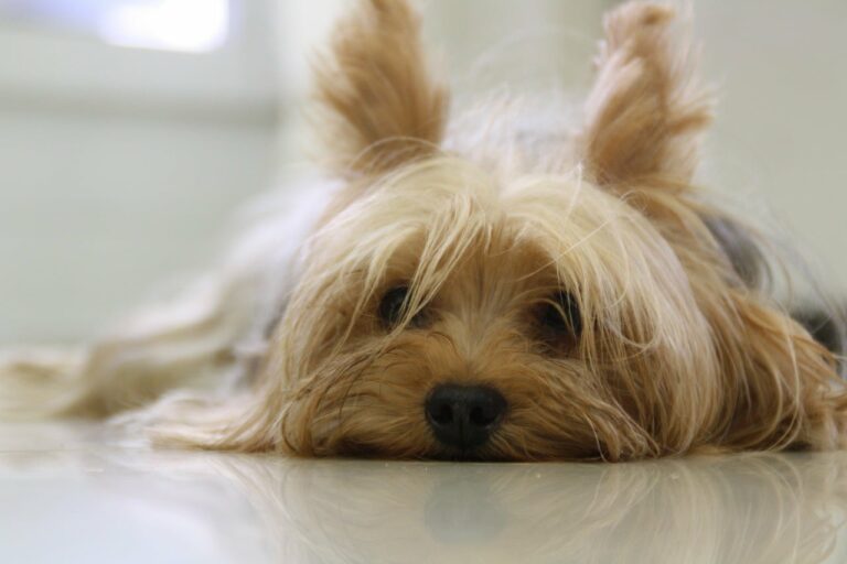 Seven Months After Losing Her Pet Yorkie, Lady Travels Almost 800 Miles To Reunite With Her Dog