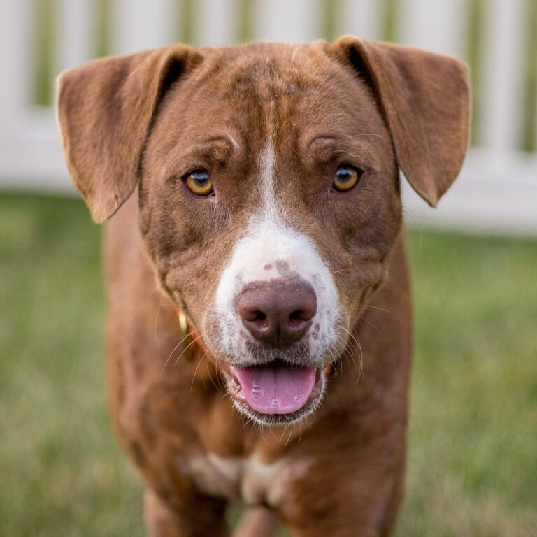 Paralyzed Rear Legs Can’t Stop Former Stray Dog From Showing His Excitement And Happiness