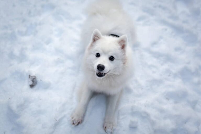 Momma Dog And Her Puppy Have The Most Hilarious Method Of Sledding Together
