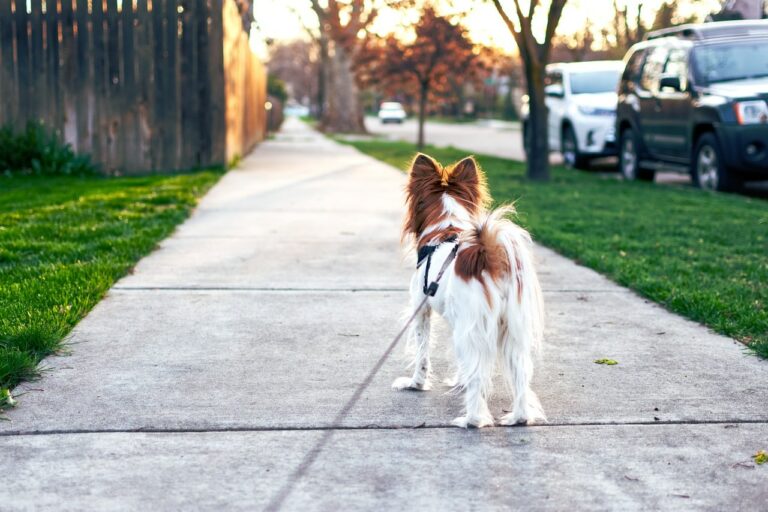 Dog That Was Feeling Homesick Traveled Many Miles In Order To Go Back To Her Old Home In Lawson, Missouri