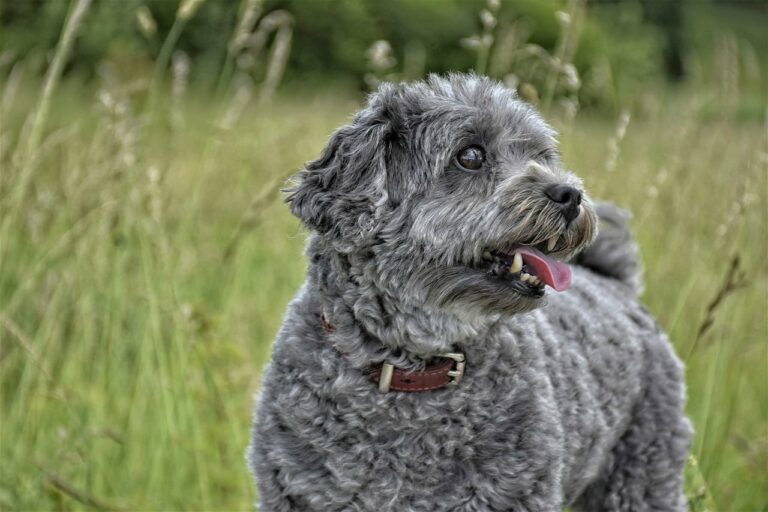 Pooch Did Not End Up Winning The Competition, But He Did Win The Hearts Of The Audience