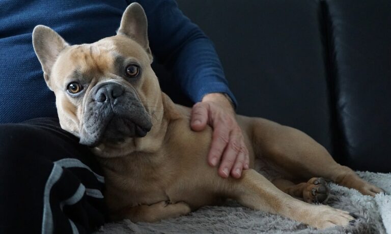 Football Player Has Recently Taken In Three Rescue Dogs, And He Loves Them All